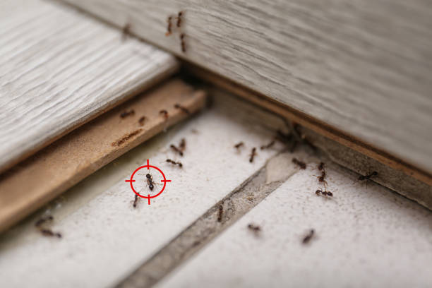 Best Local Pest Control Services  in Walker Mill, MD
