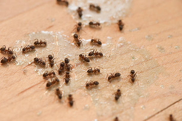 Best Insect Control  in Walker Mill, MD