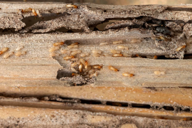 Best Wasp Removal Services  in Walker Mill, MD