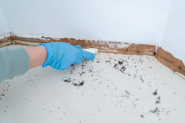 Pest Prevention Services in Walker Mill, MD